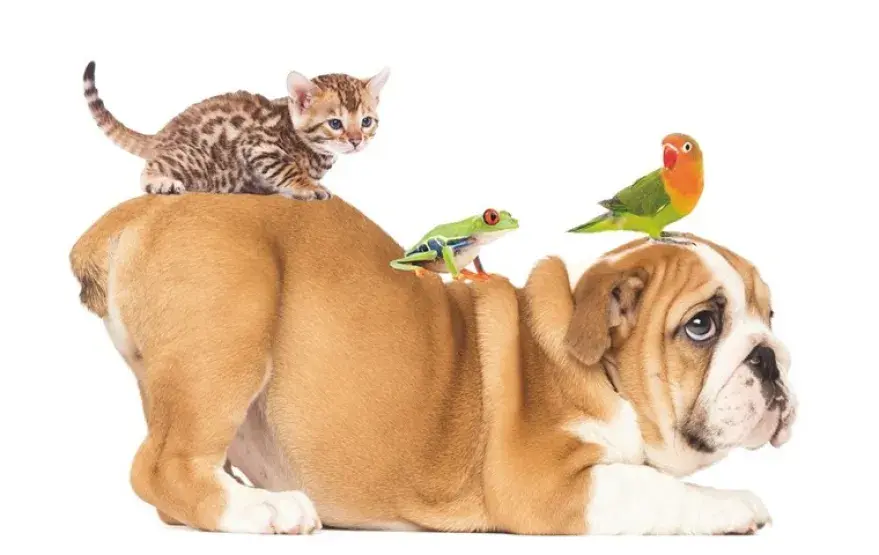 salon_animaux_760x480.jpg